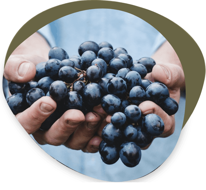 Manos sostienen uvas en rama